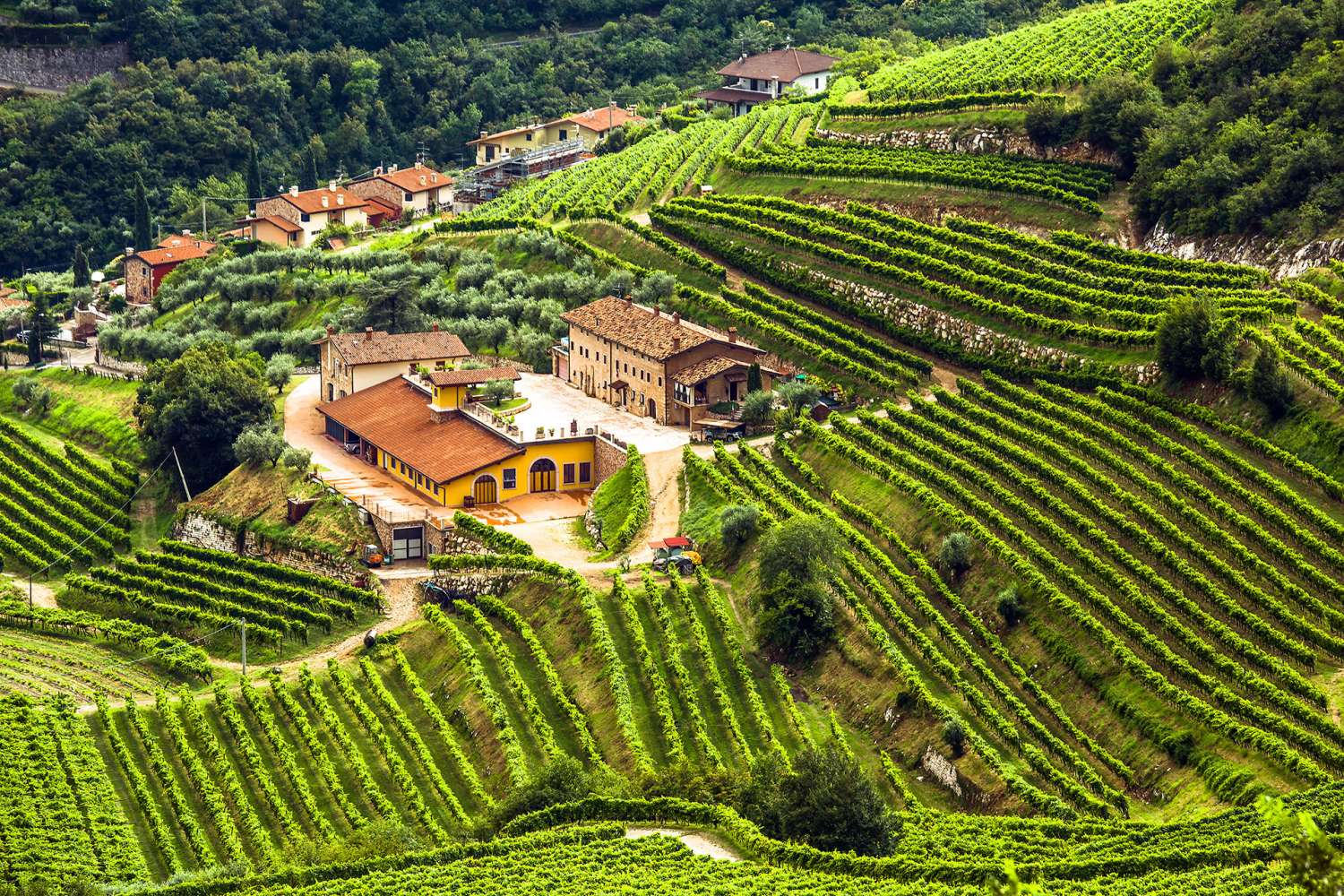 Gita in Valpolicella Gita in Valpolicella