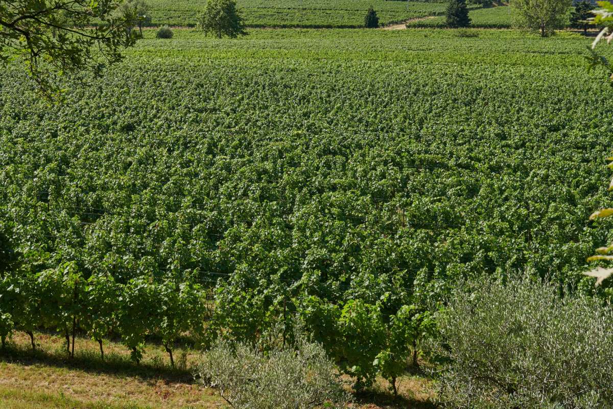 Siamo paladini della biodiversità Siamo paladini della biodiversità