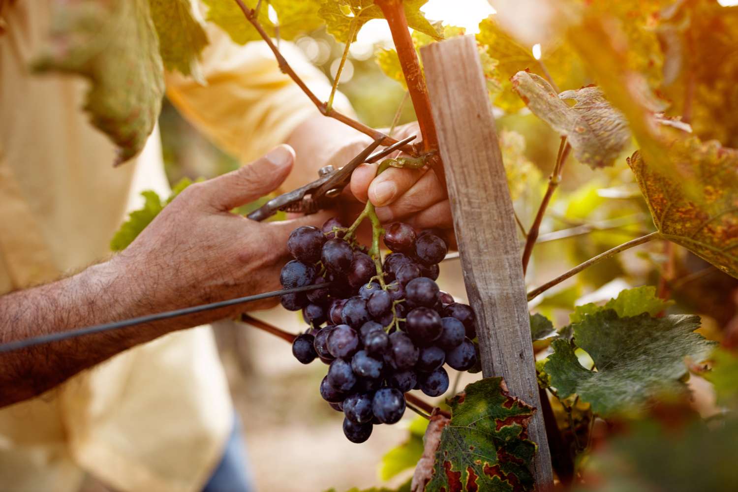 Vendemmia: Raccogliere e degustare con Paolo Vendemmia: Raccogliere e degustare con Paolo